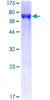 SDS-PAGE - Recombinant Human APOA4/Apo-AIV protein (GST tag N-Terminus) (AB132653)
