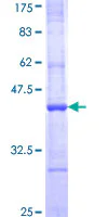 SDS-PAGE - Recombinant Human APOBEC1 protein (GST tag N-Terminus) (AB116768)