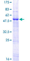 Recombinant Human APOBEC3B protein