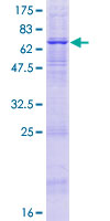 Recombinant Human APOBEC3D protein