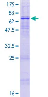 SDS-PAGE - Recombinant Human APOBEC3D protein (GST tag N-Terminus) (AB165460)