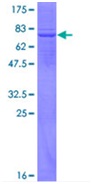 SDS-PAGE - Recombinant Human APOBEC3G/A3G protein (GST tag N-Terminus) (AB132965)