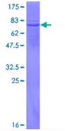 SDS-PAGE - Recombinant Human APOBEC3G/A3G protein (GST tag N-Terminus) (AB132965)