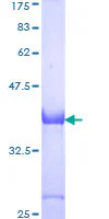 SDS-PAGE - Recombinant Human ApoER2 protein (GST tag N-Terminus) (AB152817)