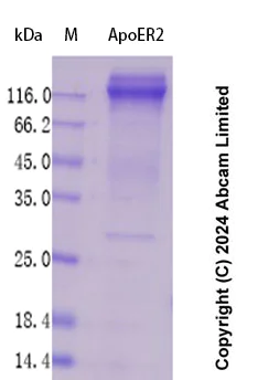 SDS-PAGE - Recombinant Human ApoER2 Protein Standard (AB323133)