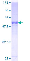 SDS-PAGE - Recombinant Human APOF protein (GST tag N-Terminus) (AB116968)