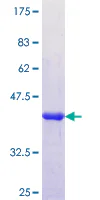SDS-PAGE - Recombinant Human APOL6 protein (GST tag N-Terminus) (AB164299)