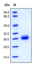 SDS-PAGE - Recombinant Human Apolipoprotein A I (AB155731), expandable thumbnail