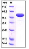 SDS-PAGE - Recombinant Human Apolipoprotein A I (Fc Chimera) (AB276302)