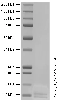 SDS-PAGE - Recombinant Human Apolipoprotein A II/ApoA-II Protein (AB307189)