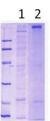 SDS-PAGE - Recombinant Human Apolipoprotein A V/APOA5 (AB113861), expandable thumbnail