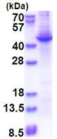 SDS-PAGE - Recombinant Human Apolipoprotein A V/APOA5 - BSA and Azide free (denatured) (AB174391)