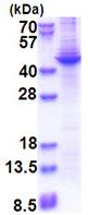 SDS-PAGE - Recombinant Human Apolipoprotein A V/APOA5 - BSA and Azide free (denatured) (His tag N-Terminus) (AB174391)