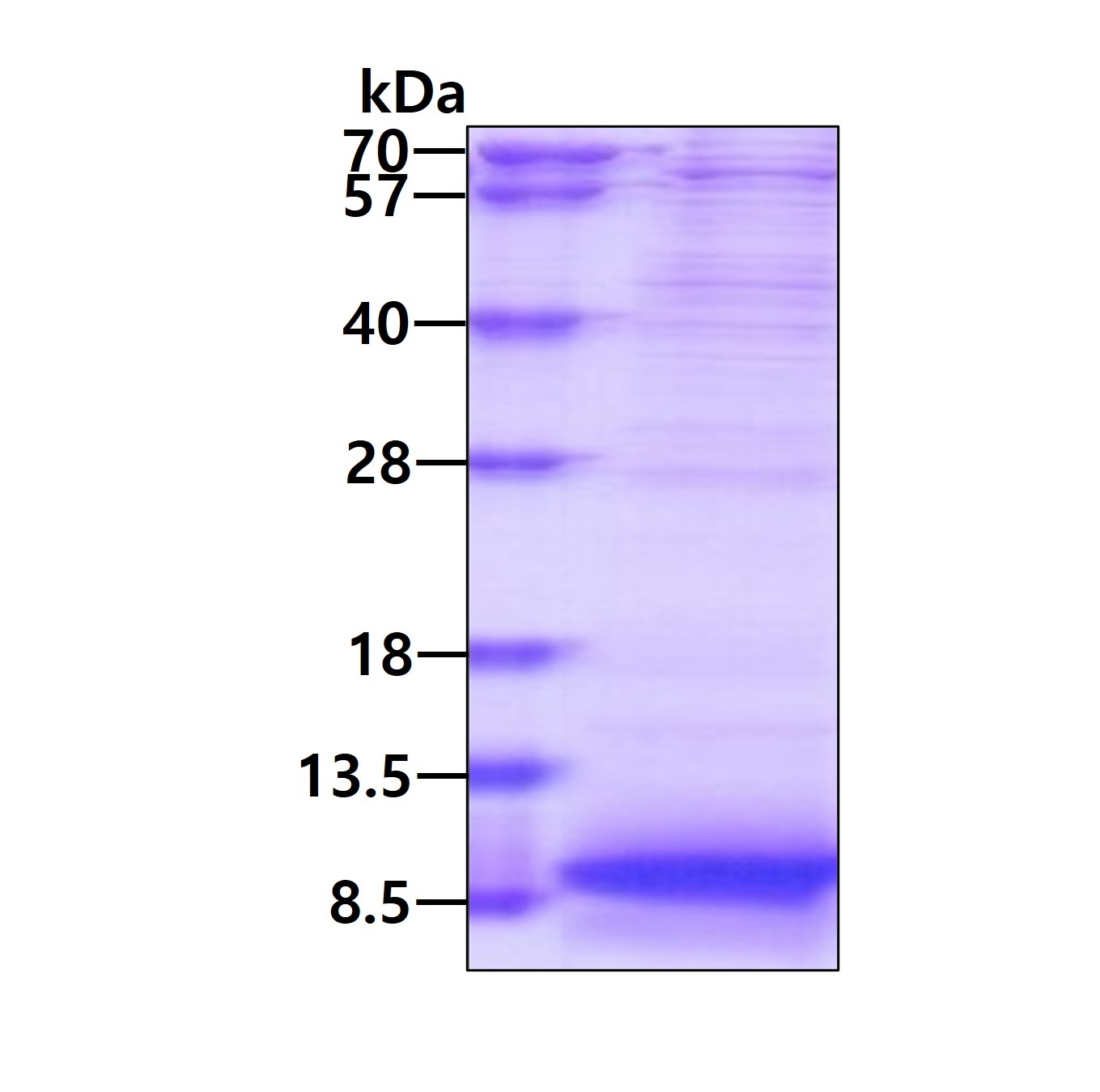 SDS-PAGE - Recombinant Human Apolipoprotein CI/Apo-CI (His tag N-Terminus) (AB177619)