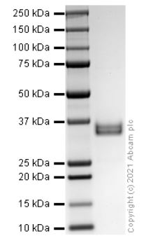 SDS-PAGE - Recombinant human Apolipoprotein E (AB280330), expandable thumbnail