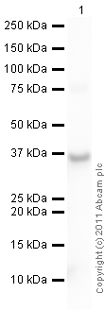 Recombinant Human Apolipoprotein E