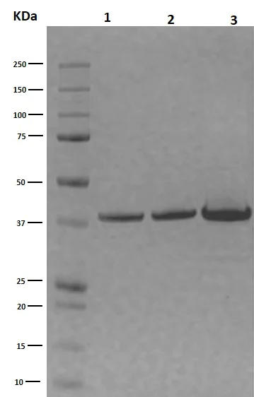 SDS-PAGE - Recombinant Human Apolipoprotein E4 (AB123766)