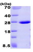 SDS-PAGE - Recombinant Human Aprataxin protein (AB93630), expandable thumbnail