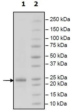 SDS-PAGE - Recombinant Human APRIL/TNFSF13 protein (Biotin) (Avi tag N-Terminus + His tag N-Terminus) (AB271365)