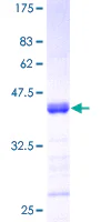 SDS-PAGE - Recombinant Human APRIL/TNFSF13 protein (GST tag N-Terminus) (AB160170)