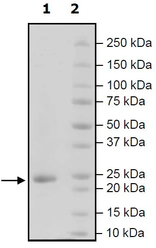 SDS-PAGE - Recombinant Human APRIL/TNFSF13 protein (His tag N-Terminus + Avi tag N-Terminus) (AB271364)