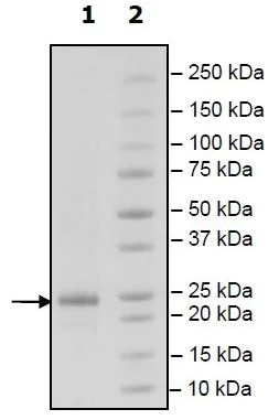 SDS-PAGE - Recombinant Human APRIL/TNFSF13 protein (Tagged) (Biotin) (AB271365)