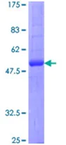 SDS-PAGE - Recombinant Human Aquaporin 2 protein (GST tag N-Terminus) (AB152191)