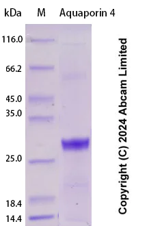 SDS-PAGE - Recombinant Human Aquaporin 4 Protein Standard (AB323084)
