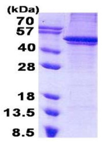 SDS-PAGE - Recombinant Human Arc protein (AB140728), expandable thumbnail