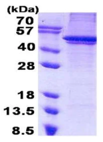 SDS-PAGE - Recombinant Human Arc protein (His tag N-Terminus) (AB140728)