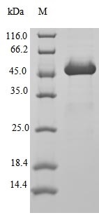SDS-PAGE - Recombinant Human ARF1 protein (Tagged) (AB235860)