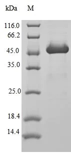SDS-PAGE - Recombinant Human ARF1 protein (Tagged) (AB235860)