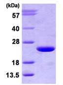 SDS-PAGE - Recombinant Human ARF3 protein (AB113581)