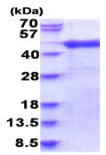 SDS-PAGE - Recombinant Human Arfaptin-1 protein (His tag N-Terminus) (AB187475)