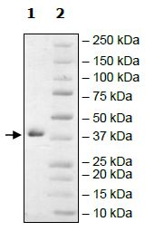 Recombinant human Arg2 protein (Active)