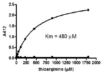 Functional Studies - Recombinant human Arg2 protein (Active) (His tag N-Terminus) (AB271367)