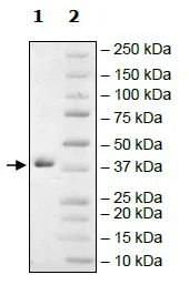 SDS-PAGE - Recombinant human Arg2 protein (Active) (His tag N-Terminus) (AB271367)