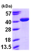SDS-PAGE - Recombinant Human Arg2 protein (His tag N-Terminus) (AB97349)