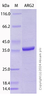 SDS-PAGE - Recombinant Human Arg2 Protein Standard (AB316510), expandable thumbnail