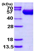 SDS-PAGE - Recombinant Human Argininosuccinate Lyase protein (AB113605)