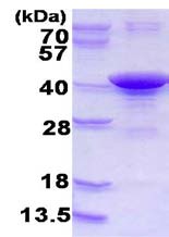 SDS-PAGE - Recombinant Human ARH protein (His tag N-Terminus) (AB123174)