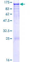 SDS-PAGE - Recombinant Human ARHGAP17 protein (GST tag N-Terminus) (AB132846)