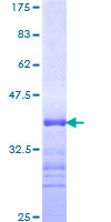 SDS-PAGE - Recombinant Human ARID1A protein (GST tag N-Terminus) (AB152847)