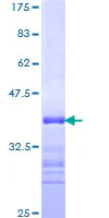 SDS-PAGE - Recombinant Human ARID1A protein (GST tag N-Terminus) (AB152847)