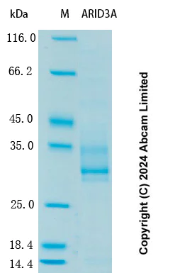 SDS-PAGE - Recombinant Human ARID3A Protein Standard (AB323165)