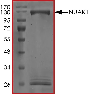 SDS-PAGE - Recombinant human ARK5 protein (GST tag N-Terminus) (AB125626)