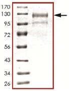 SDS-PAGE - Recombinant human ARK5 protein (GST tag N-Terminus) (AB125626)