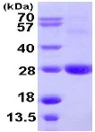SDS-PAGE - Recombinant Human ARL11 protein (AB109953)