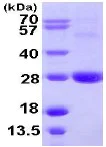 SDS-PAGE - Recombinant Human ARL11 protein (AB109953)