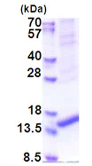 SDS-PAGE - Recombinant Human ARMS2 protein (denatured) (His tag N-Terminus) (AB174457)